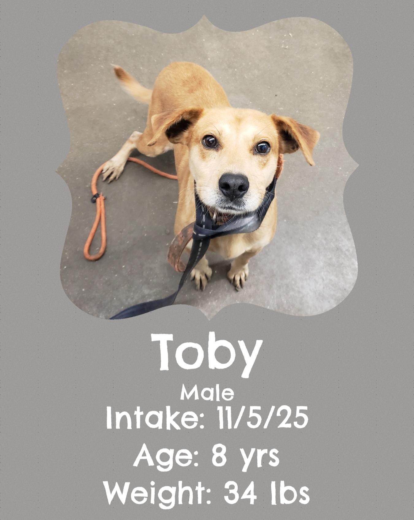 Toby, Adoptable, Senior Male Beagle.