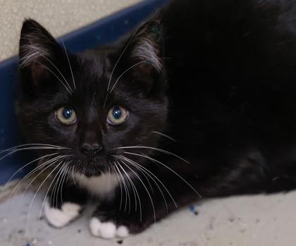 McCrispy, Adoptable, Kitten Male Domestic Short Hair & Domestic Short Hair.