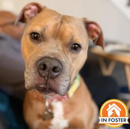 Bear, Adoptable, Adult Male Mixed Breed & Mixed Breed.