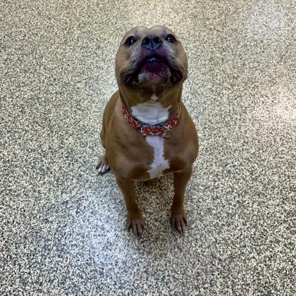 Enlarge Bear, a Adoptable mixed breed in Merriam, KS image 2/3