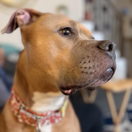 Enlarge Bear, a Adoptable mixed breed in Merriam, KS image 3/3
