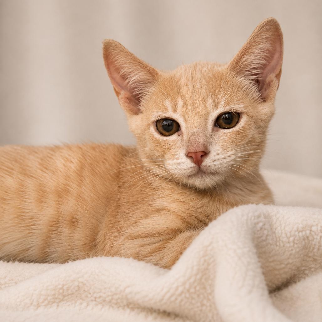 Enlarge Maverick, a Adoptable Domestic Short Hair in Miami, FL image 1/3