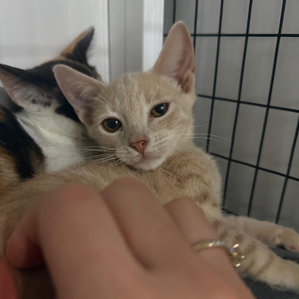Enlarge Maverick, a Adoptable Domestic Short Hair in Miami, FL image 2/3