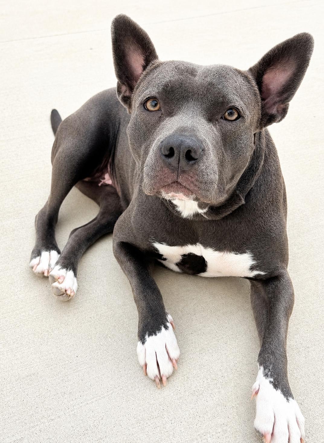 Gigi, Adoptable, Adult Female Pit Bull Terrier.