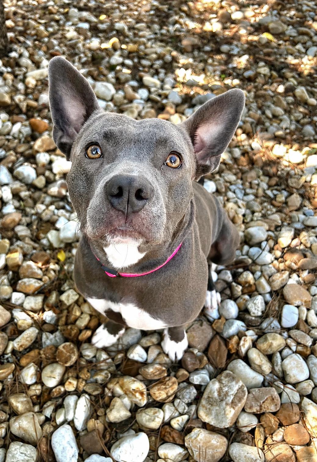 Enlarge Gigi, a Adoptable Pit Bull Terrier in Woodstock, GA image 2/3