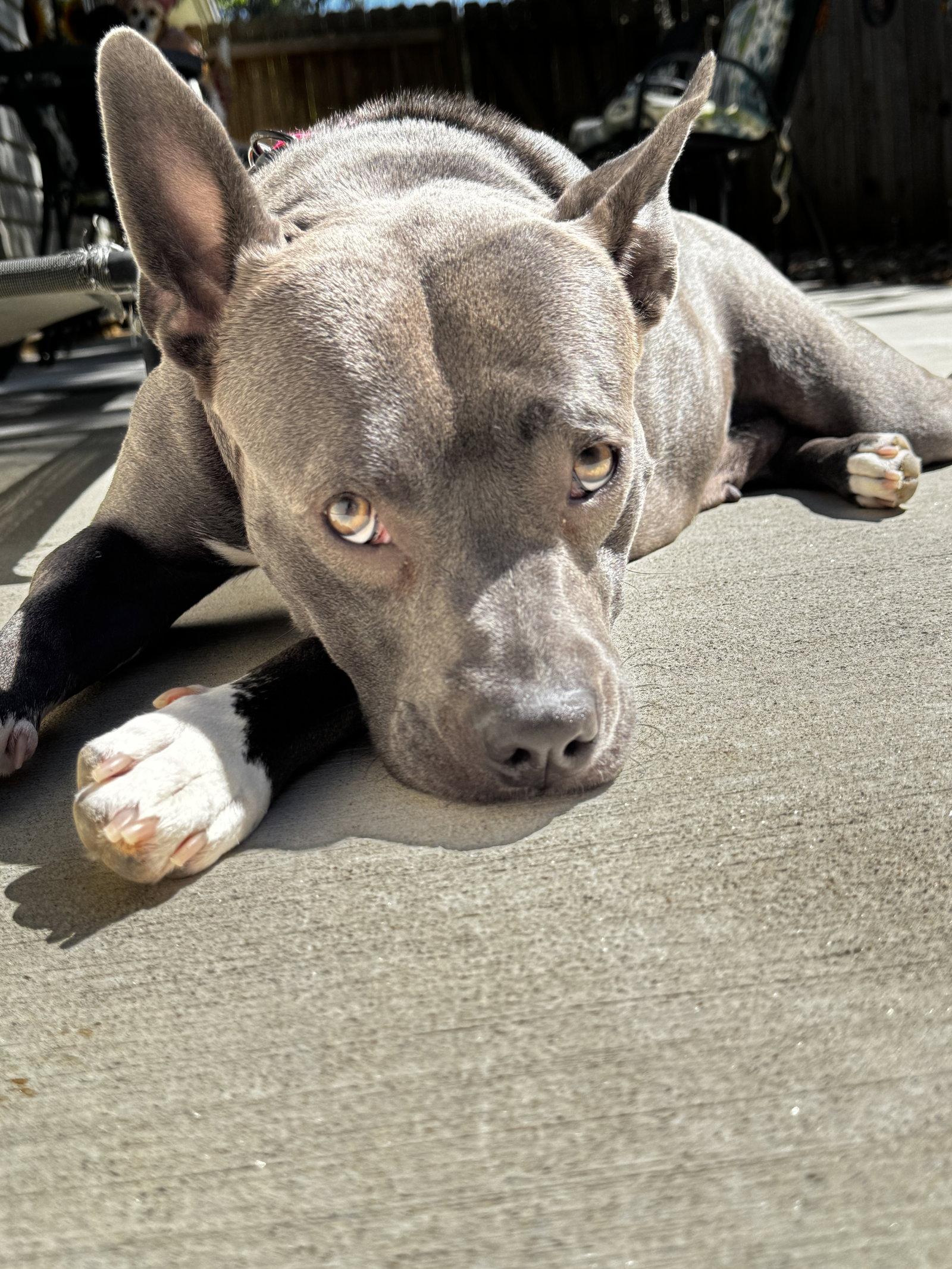 Enlarge Gigi, a Adoptable Pit Bull Terrier in Woodstock, GA image 3/3