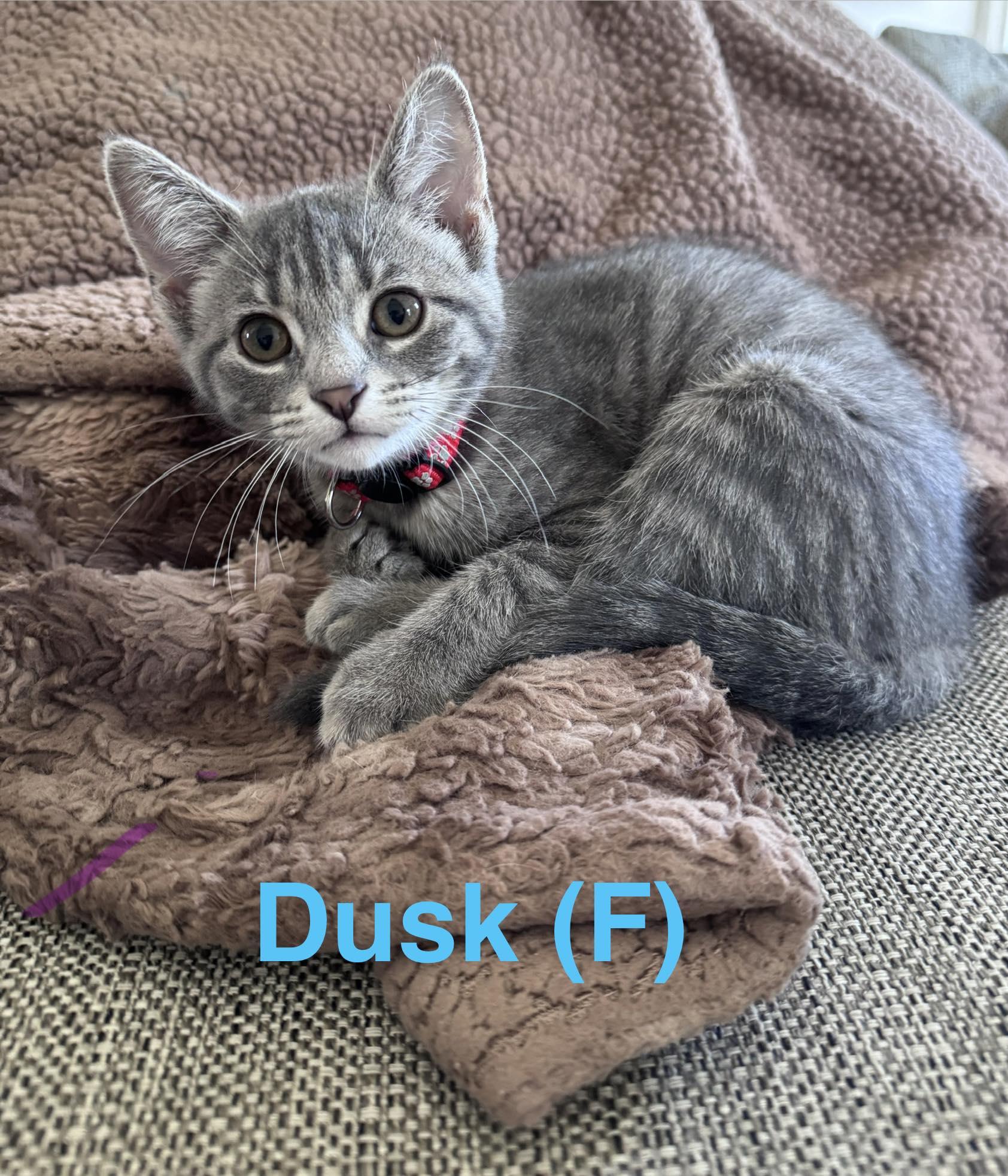 Enlarge Dusk, a ADOPTABLE Domestic Short Hair in Clarksville, TN image 1/1