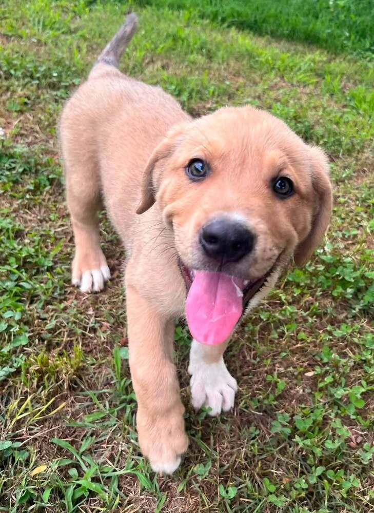 Arthur, Adoptable, Puppy Male Mixed Breed.