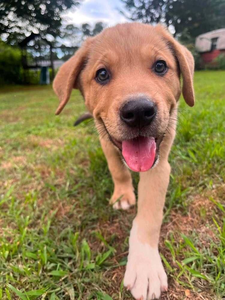 Arthur, a Adoptable mixed breed in Acworth, GA image 2/3