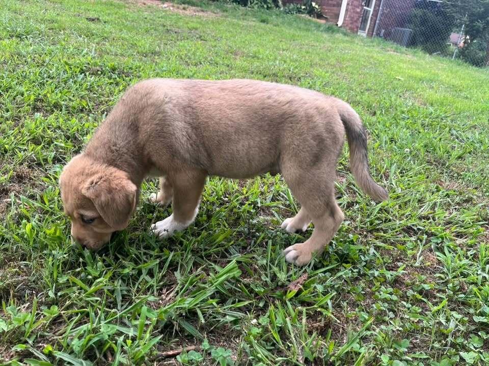 Arthur, a Adoptable mixed breed in Acworth, GA image 3/3