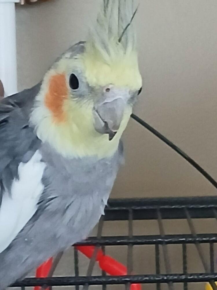 Enlarge Eric (to be adopted with his friends Nate & Walter), a Adoptable Cockatiel in Pittsburgh, PA image 1/5