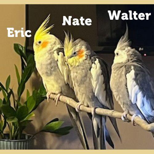Enlarge Eric (to be adopted with his friends Nate & Walter), a Adoptable Cockatiel in Pittsburgh, PA image 2/5
