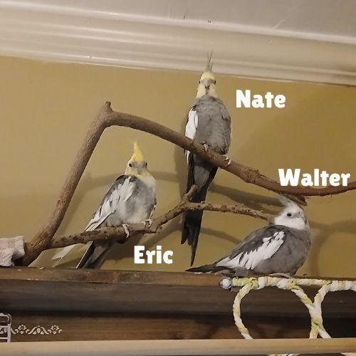 Enlarge Eric (to be adopted with his friends Nate & Walter), a Adoptable Cockatiel in Pittsburgh, PA image 3/5