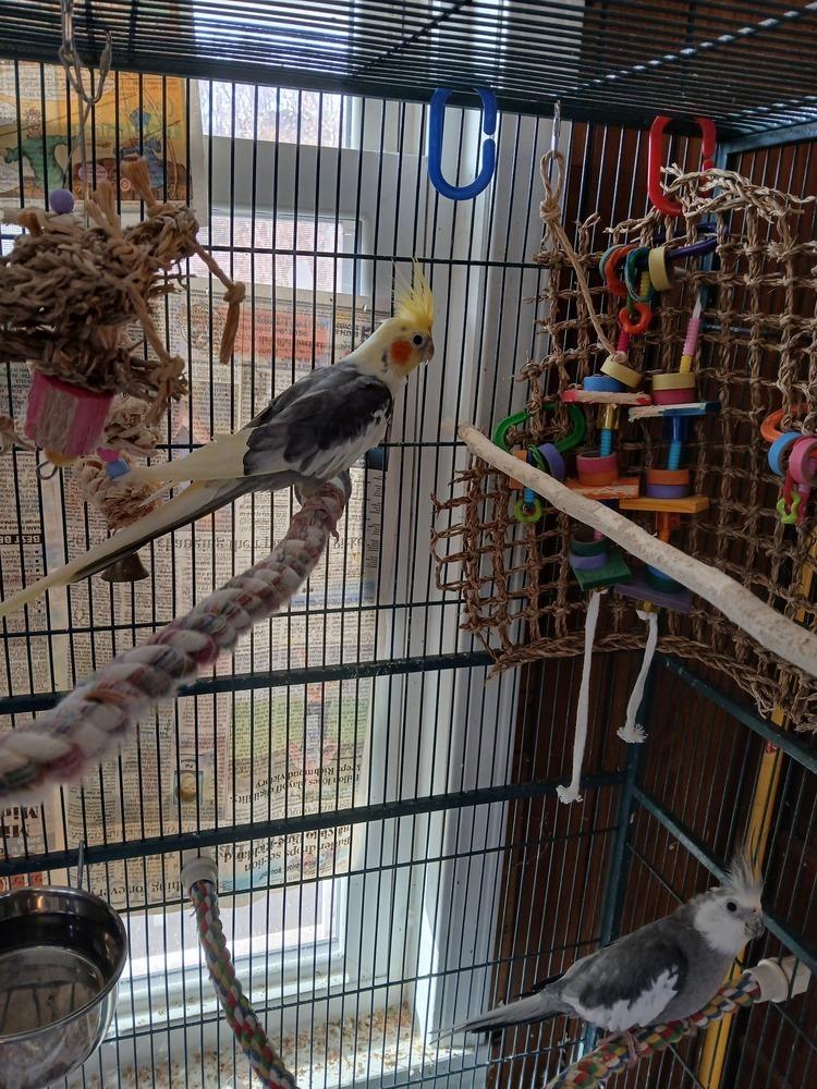 Enlarge Eric (to be adopted with his friends Nate & Walter), a Adoptable Cockatiel in Pittsburgh, PA image 5/5
