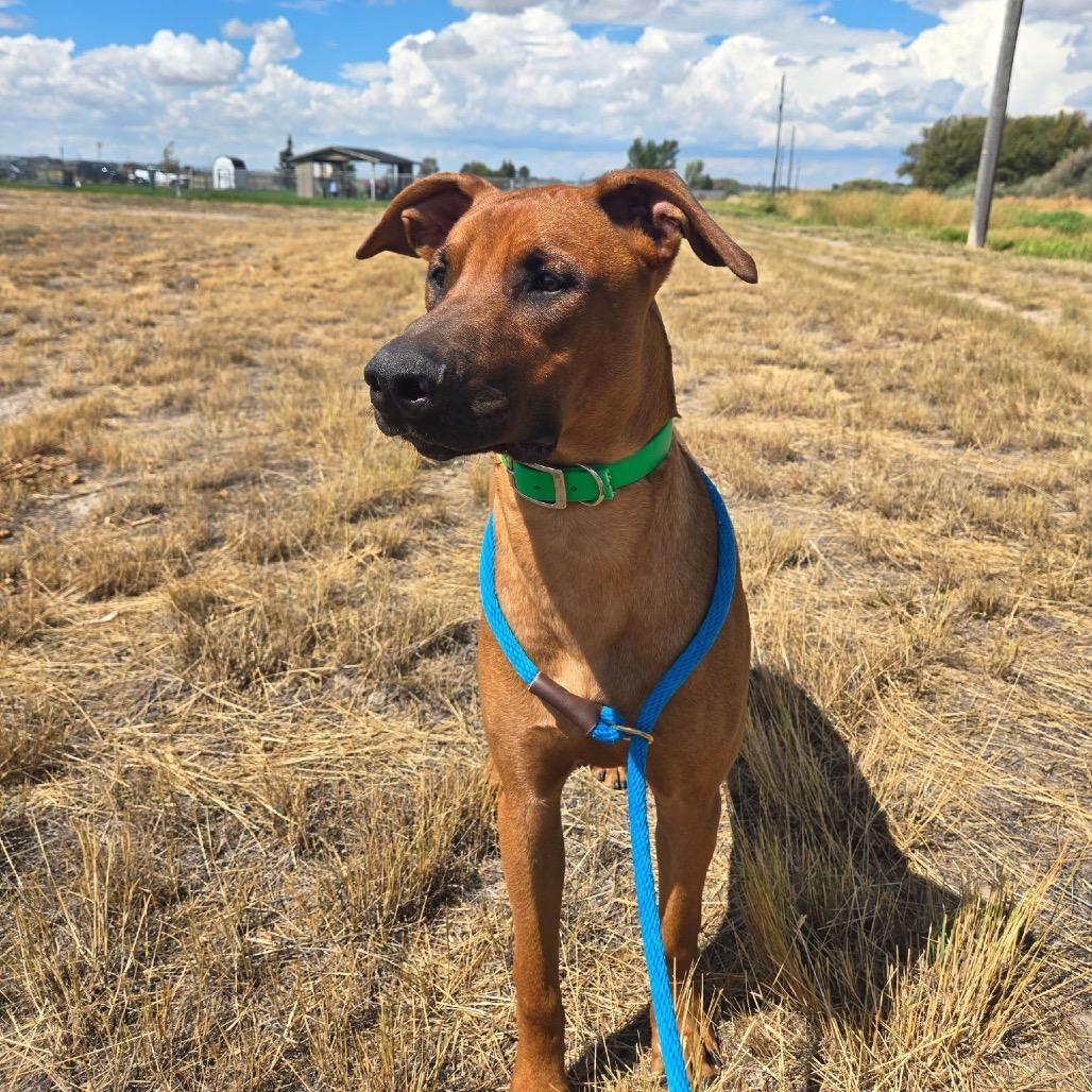 Cameron, Adoptable, Young Male Mixed Breed.