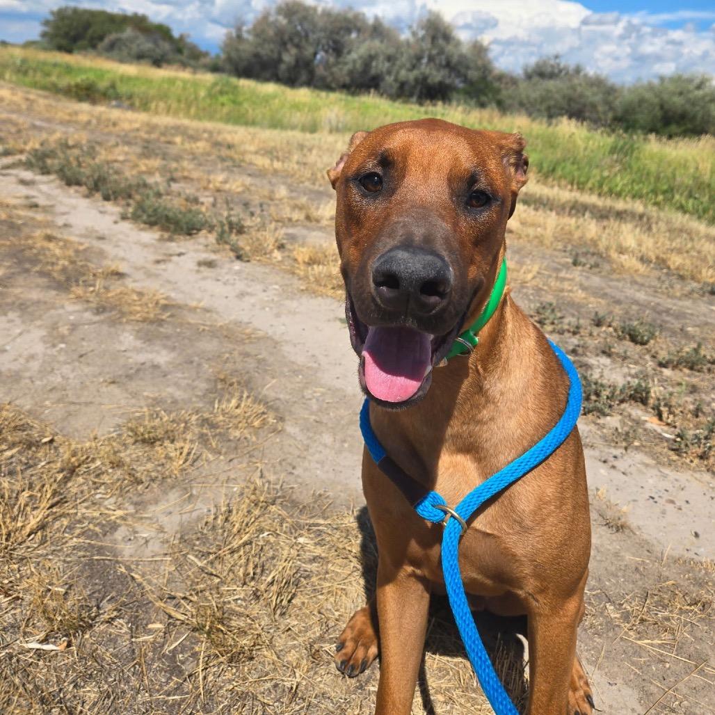 Enlarge Cameron, a Adoptable Mixed Breed in Idaho Falls, ID image 2/3
