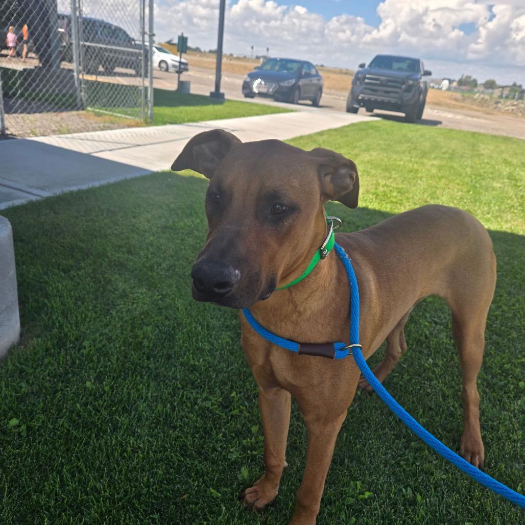 Enlarge Cameron, a Adoptable Mixed Breed in Idaho Falls, ID image 3/3