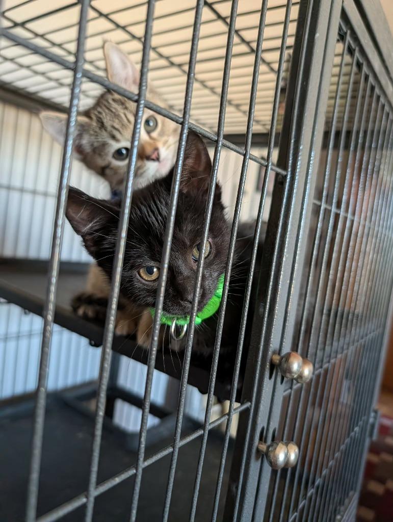 Enlarge Luigi (Green Collar), a Adoptable mixed breed in Minot, ND image 2/5