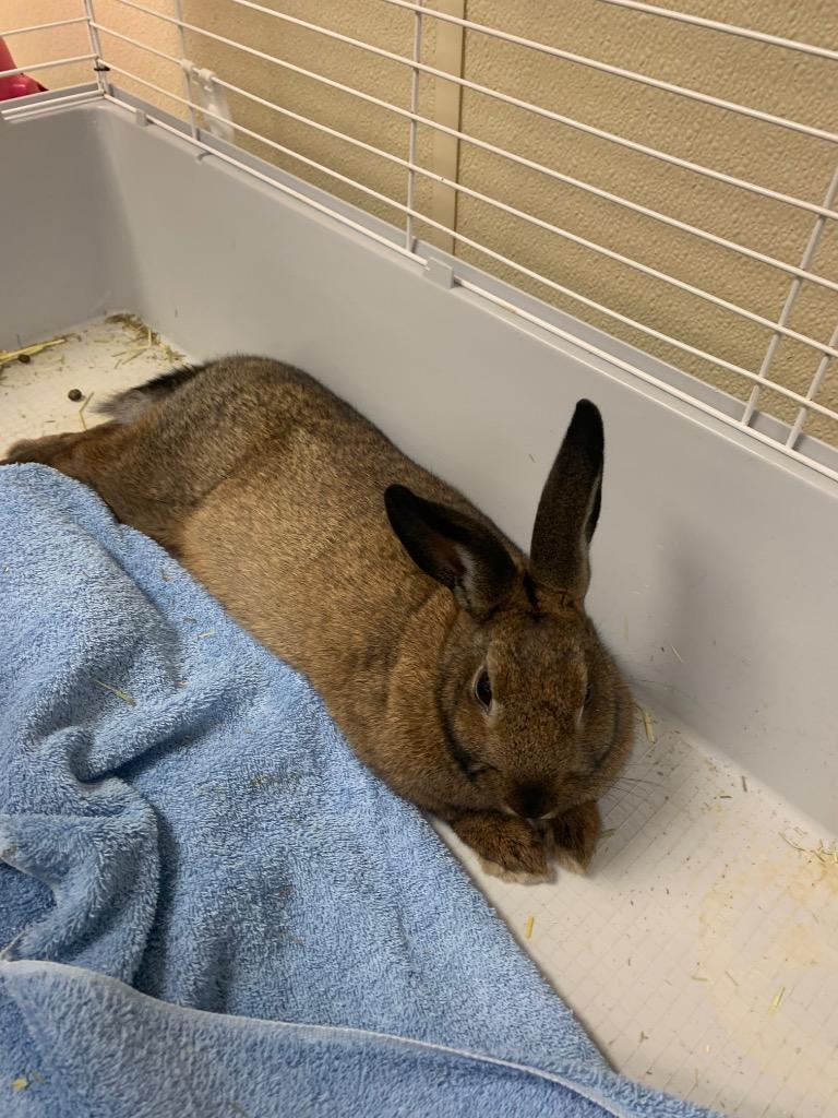 Enlarge Chutney, a Adoptable Belgian Hare in Christiansburg, VA image 1/2