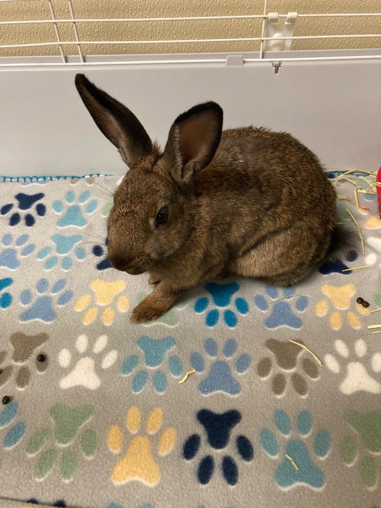 Enlarge Chutney, a Adoptable Belgian Hare in Christiansburg, VA image 2/2
