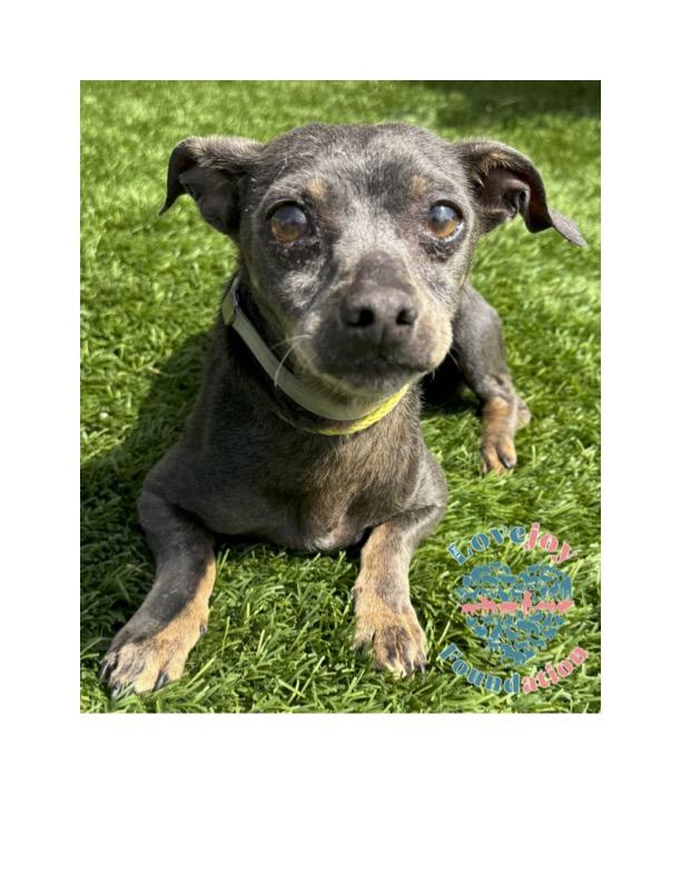 Enlarge COH Nash, a Adoptable mixed breed in Inglewood, CA image 1/1