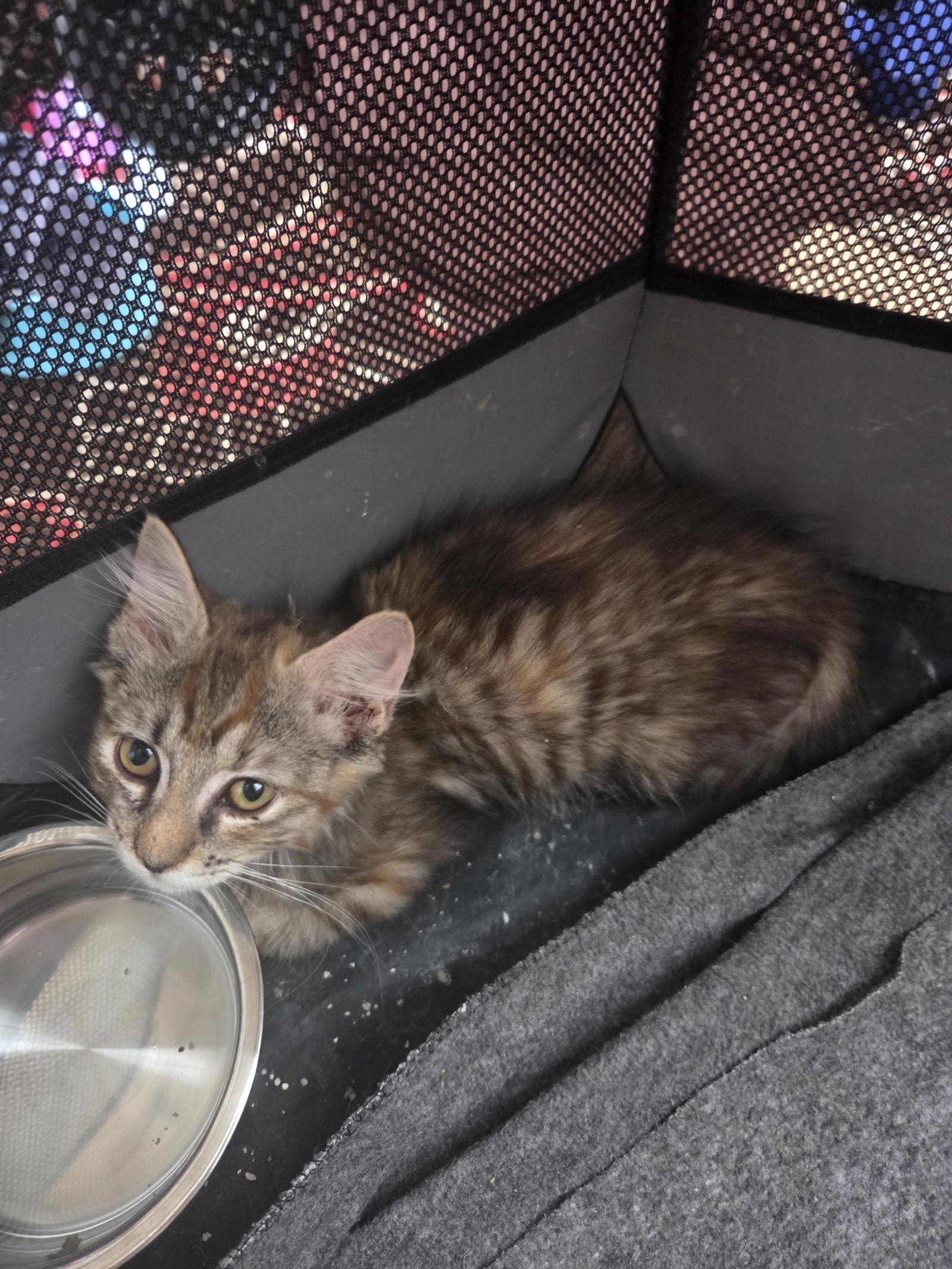 Alex, a Adoptable Domestic Medium Hair in Delran, NJ image 1/3