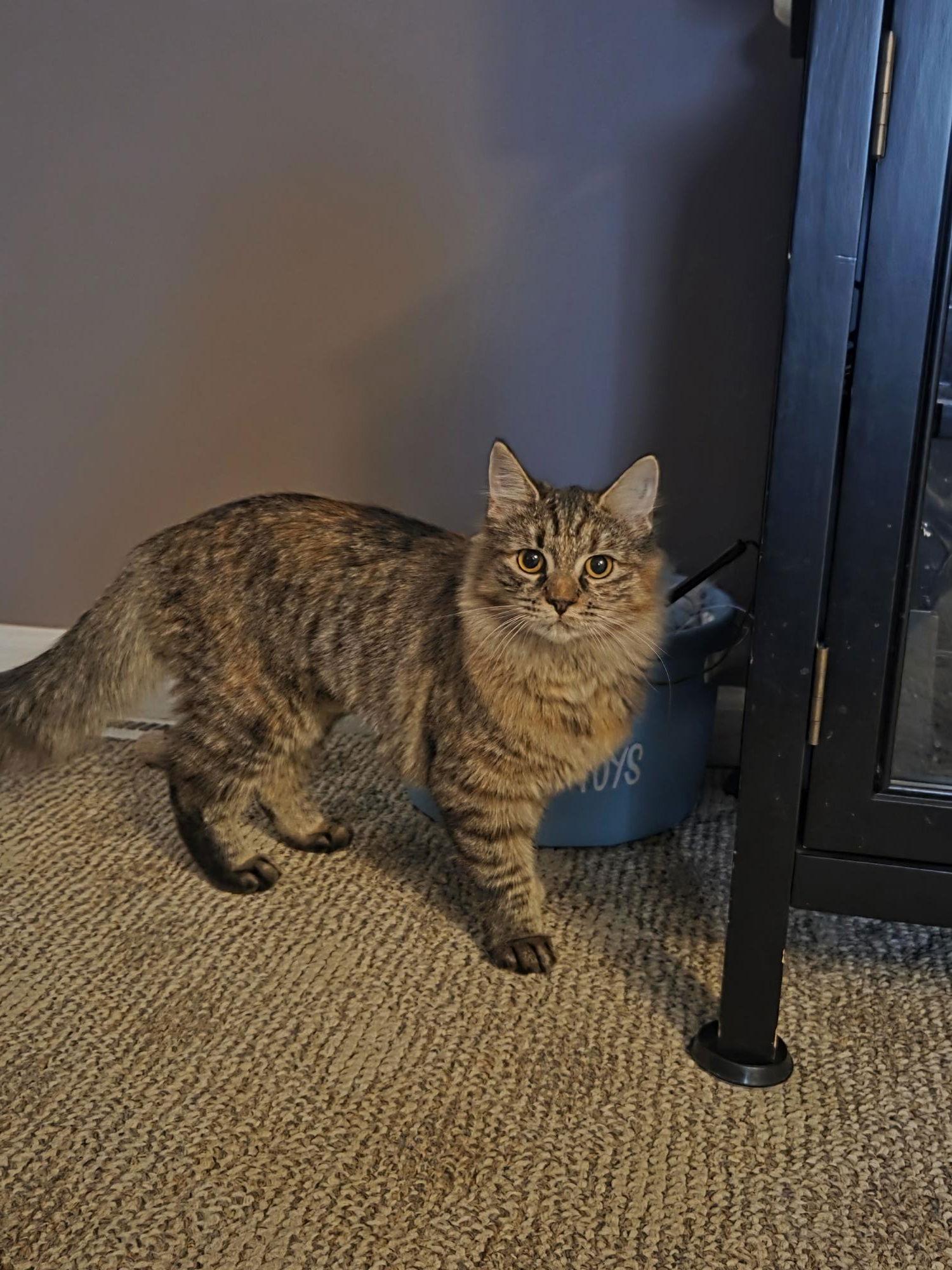 Alex, a Adoptable Domestic Medium Hair in Delran, NJ image 2/3