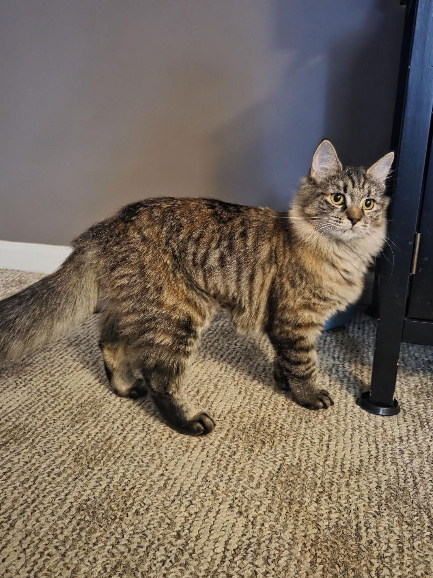 Alex, a Adoptable Domestic Medium Hair in Delran, NJ image 3/3