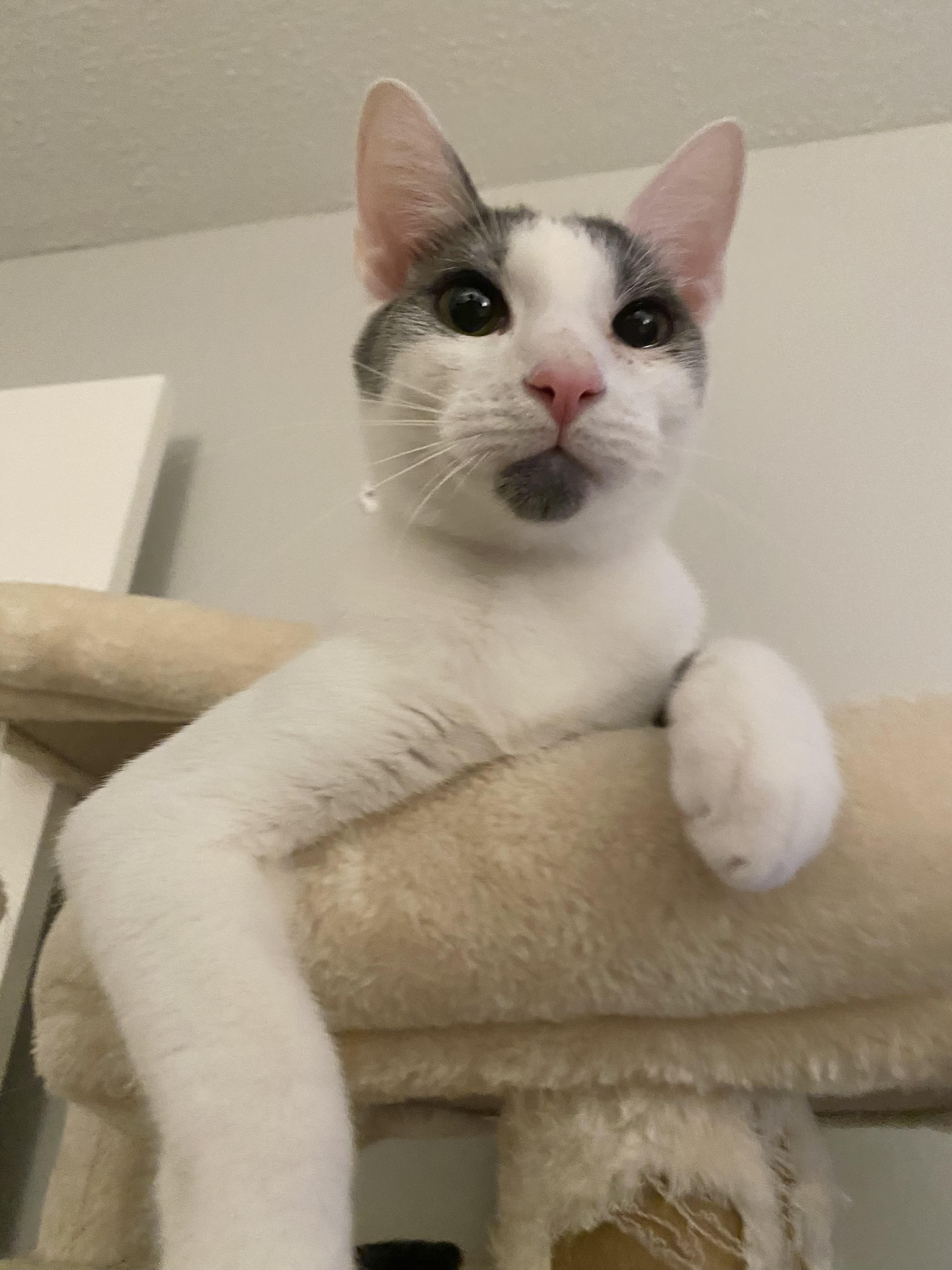 James - Riley Fuzzel Petsmart