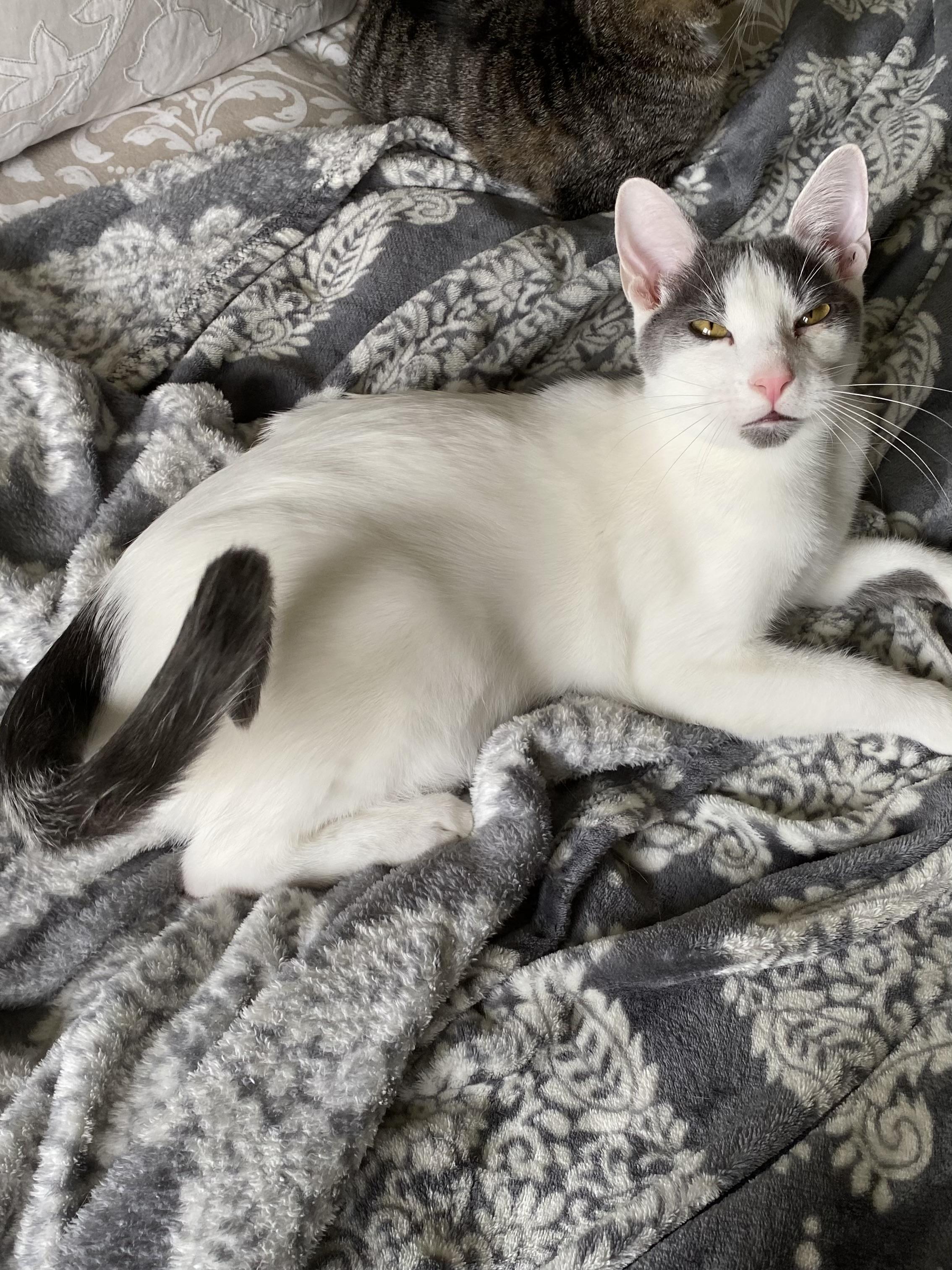 James - Riley Fuzzel Petsmart — thumbnail 2