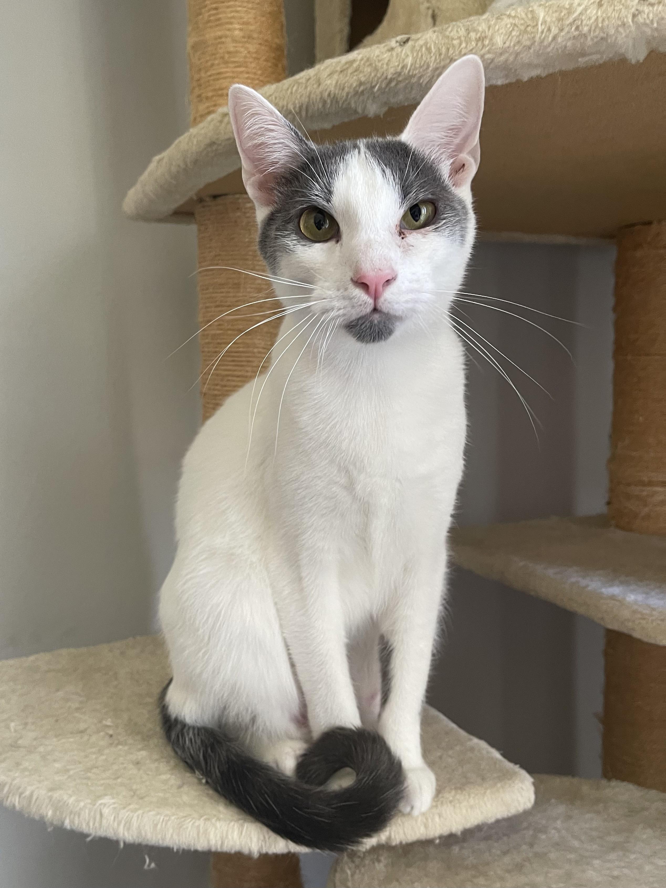 James - Riley Fuzzel Petsmart — thumbnail 4