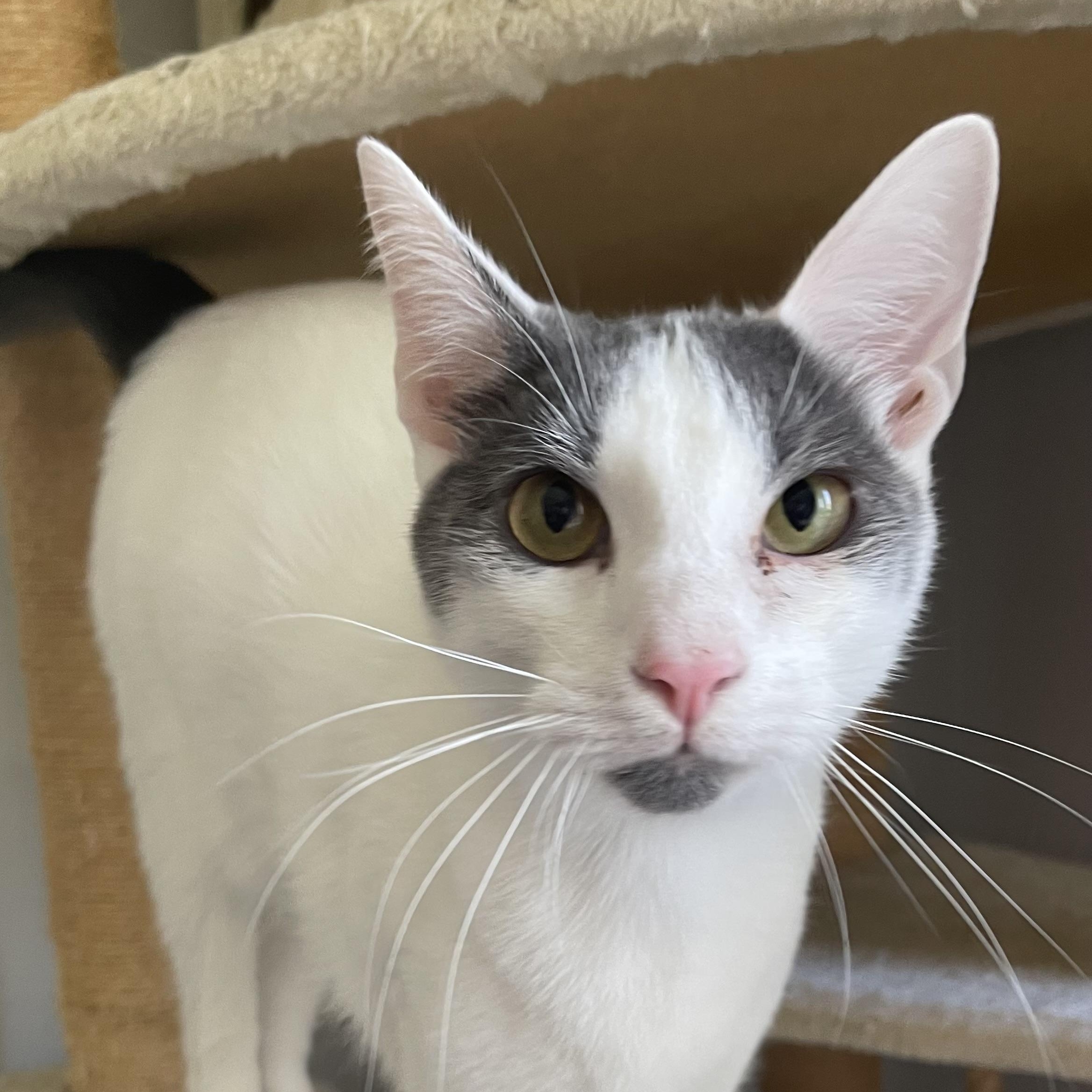 James - Riley Fuzzel Petsmart — thumbnail 5