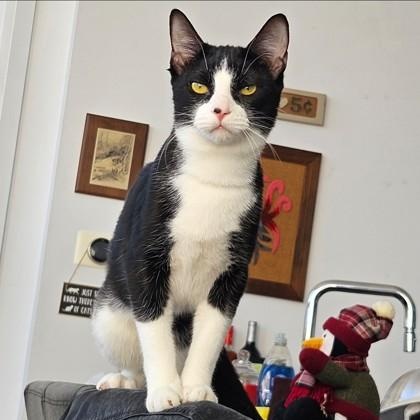 Fairy & Flamingo ( Mother/Daughter Bonded Pair ), a Adoptable Domestic Short Hair in Waterdown, ON image 2/6
