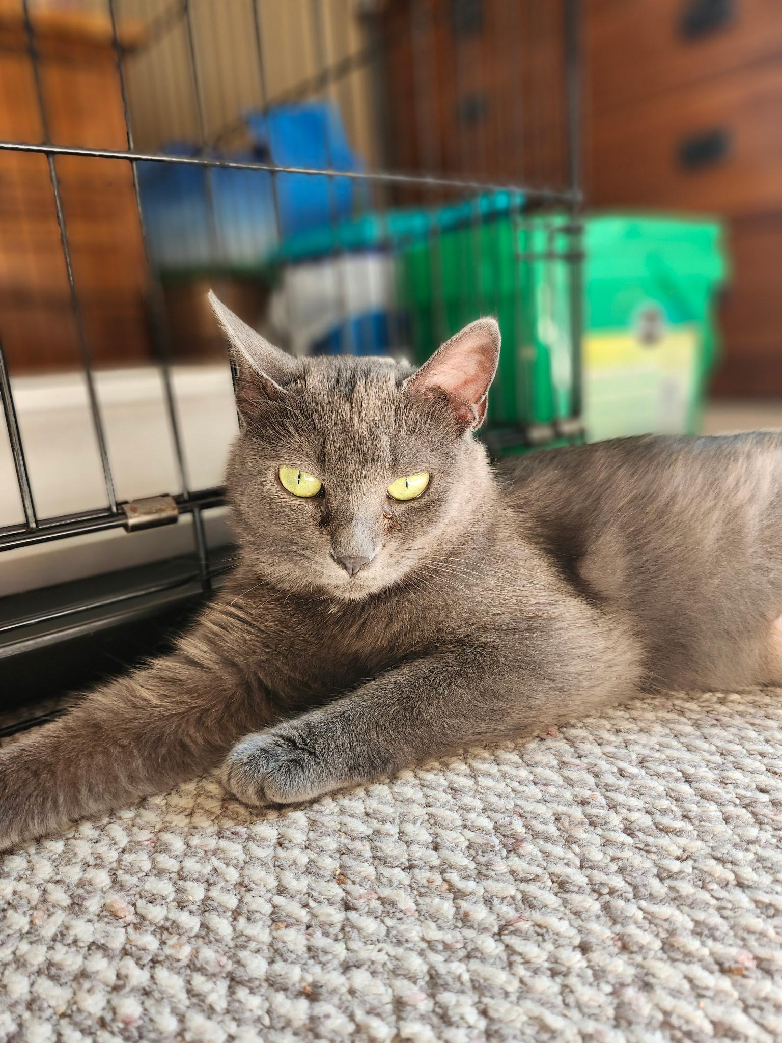 Enlarge FAIRY AND FLAMINGO, a Adoptable Domestic Short Hair in Waterdown, ON image 2/6