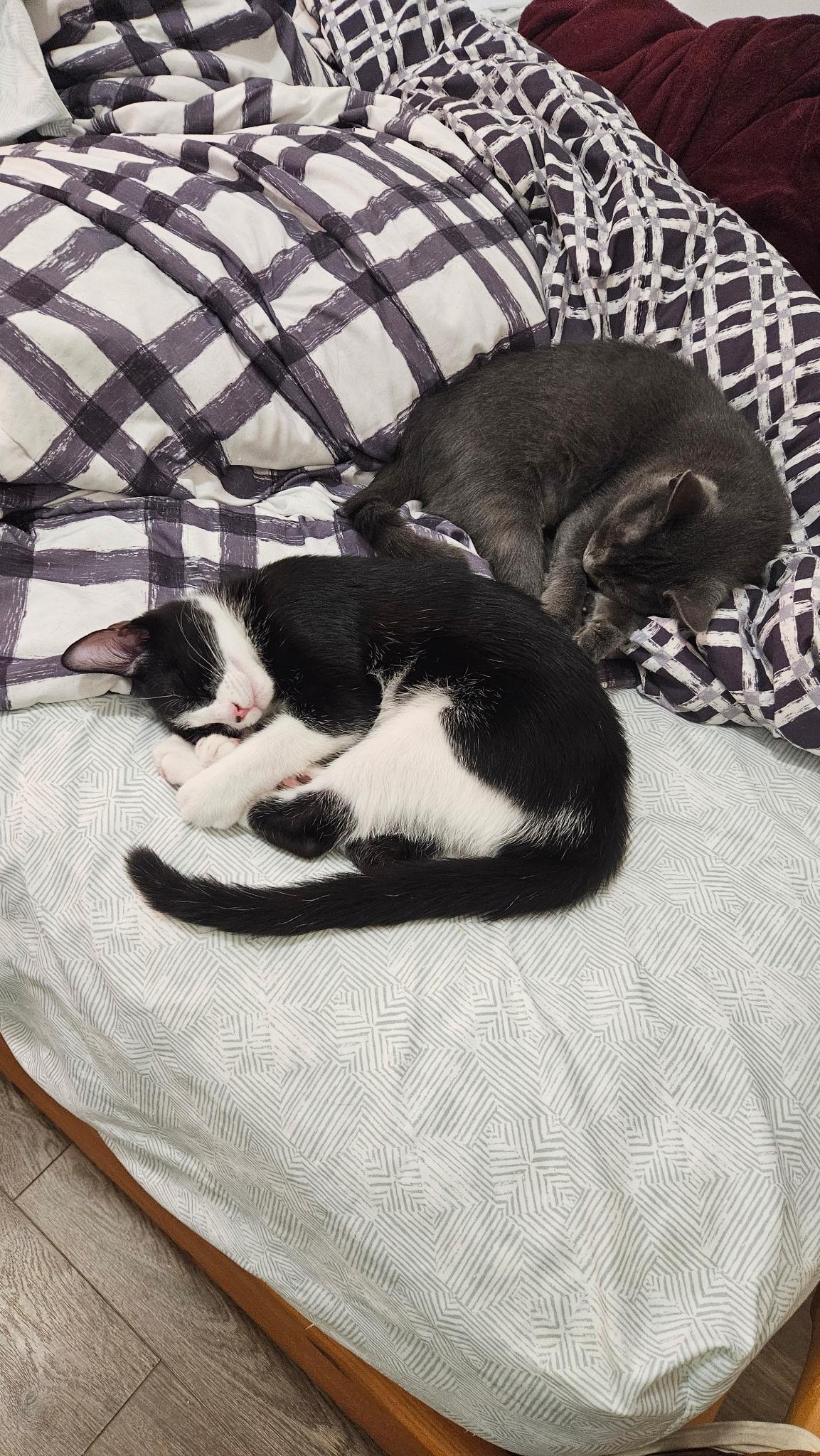 Enlarge FAIRY AND FLAMINGO, a Adoptable Domestic Short Hair in Waterdown, ON image 3/6