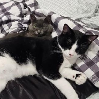 Fairy & Flamingo ( Mother/Daughter Bonded Pair ), Adoptable, Young Female Domestic Short Hair.