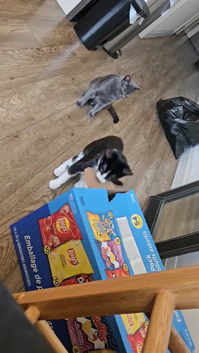 Enlarge FAIRY AND FLAMINGO, a Adoptable Domestic Short Hair in Waterdown, ON video 4/6