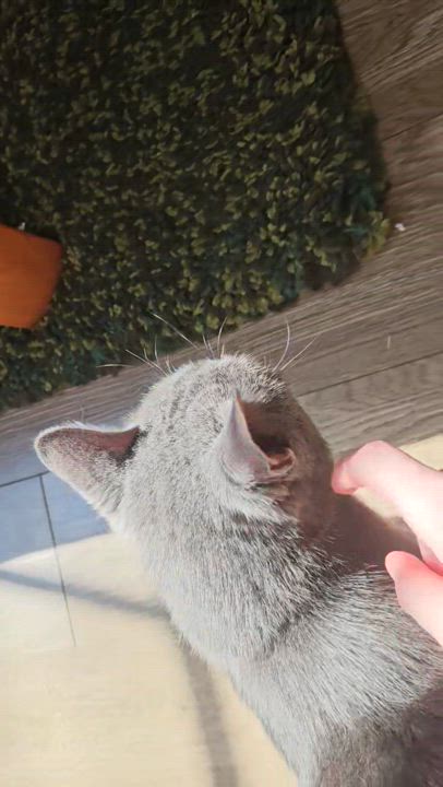 Enlarge FAIRY AND FLAMINGO, a Adoptable Domestic Short Hair in Waterdown, ON video 5/6