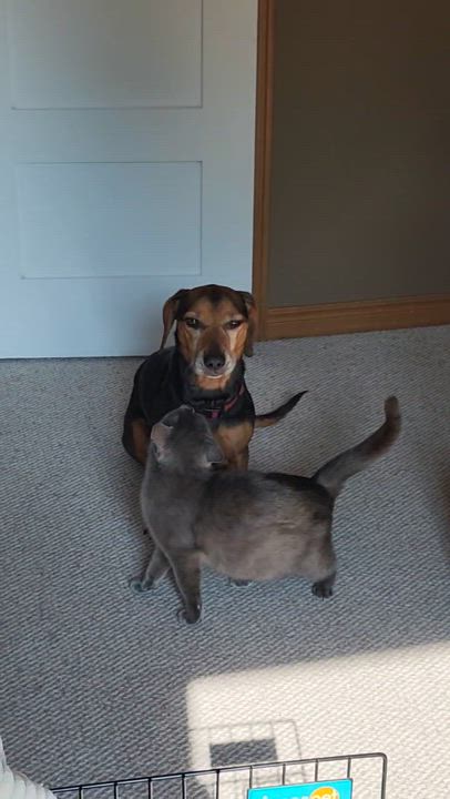 Enlarge FAIRY AND FLAMINGO, a Adoptable Domestic Short Hair in Waterdown, ON video 6/6