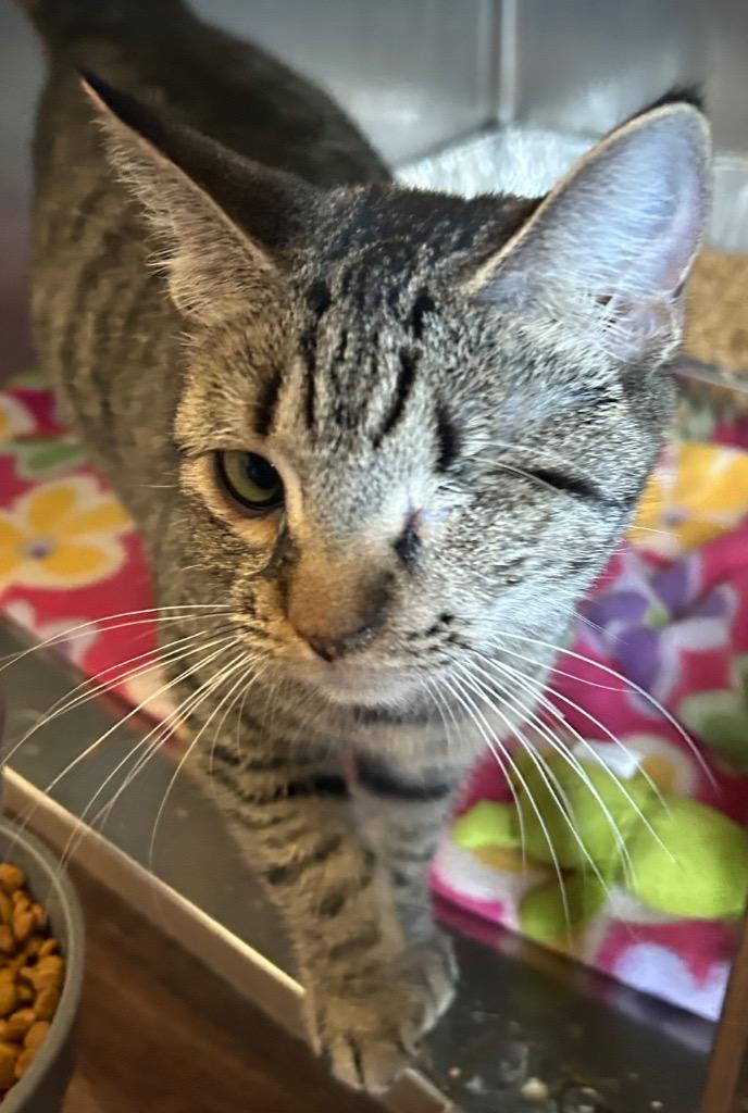 Enlarge Olive Oil, a Adoptable mixed breed in Cumming, GA image 1/1