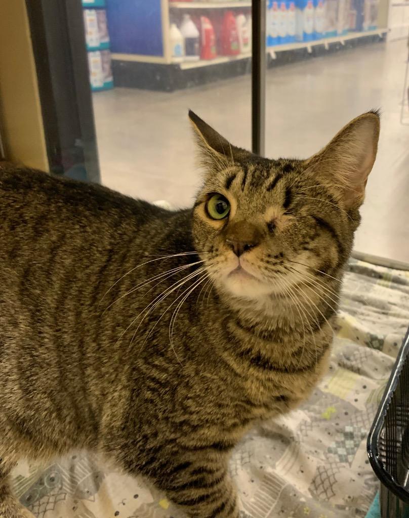 Enlarge Olive Oil, a Adoptable mixed breed in Cumming, GA image 2/2