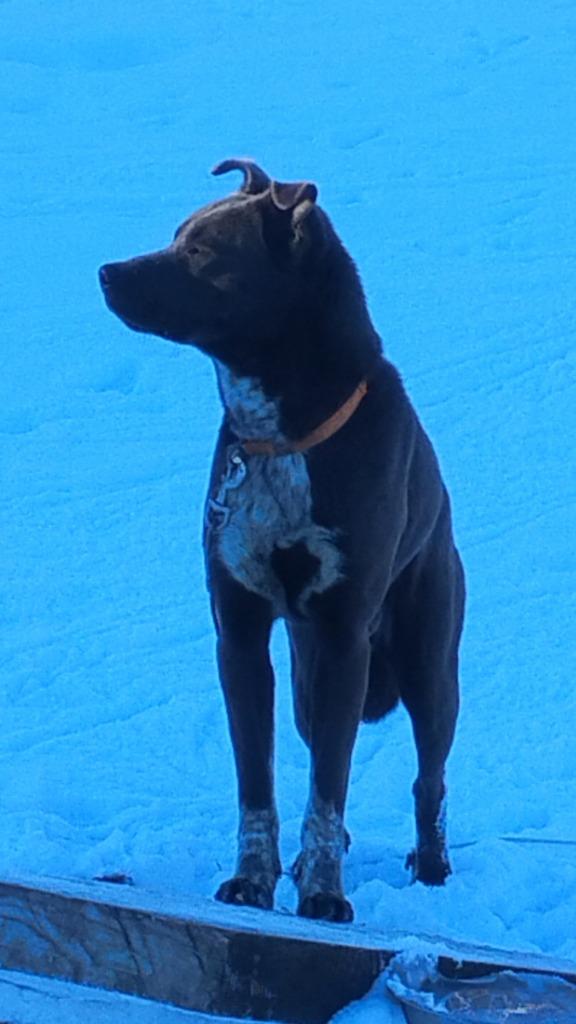 Hugo **COURTESY LISTING**, Adoptable, Young Male Labrador Retriever & Husky.