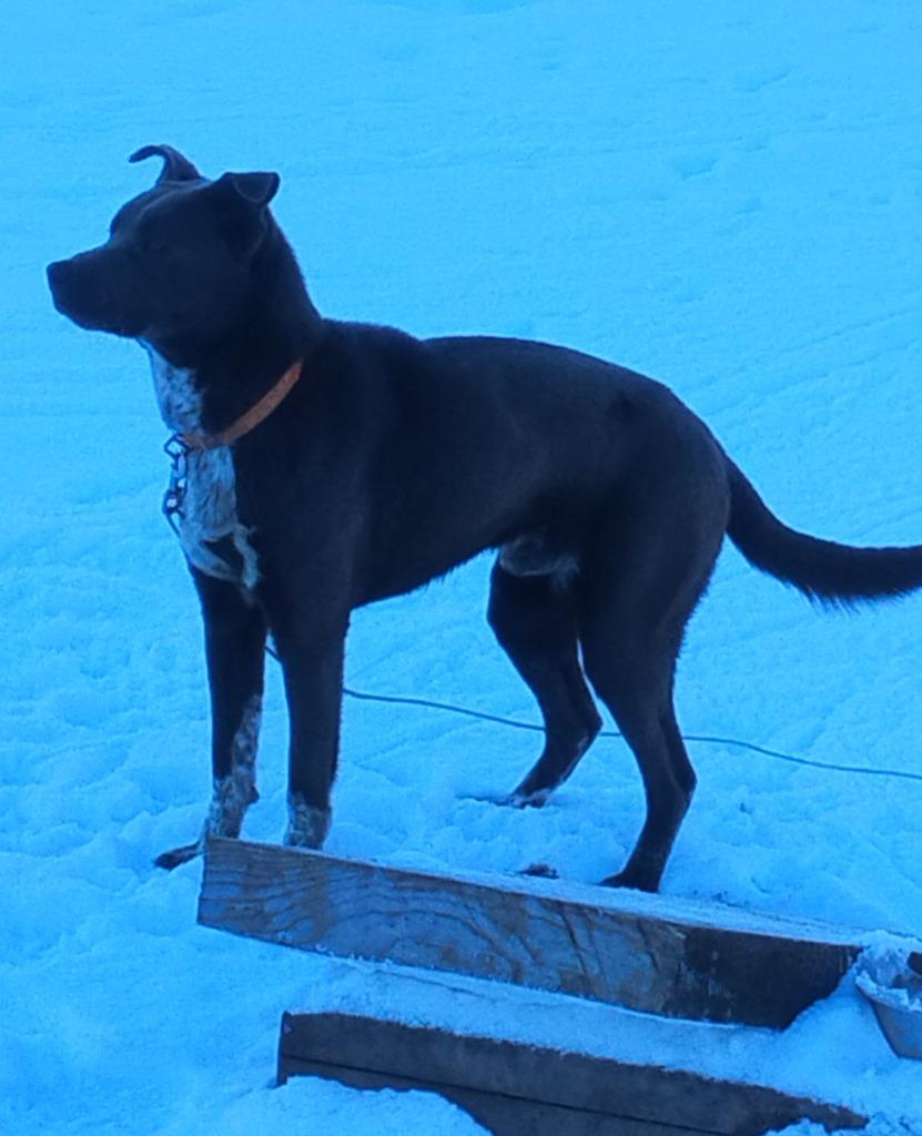 Hugo **COURTESY LISTING**, a Adoptable mixed breed image 3/3