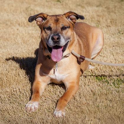 Jericho, Adoptable, Adult Male Retriever & Mixed Breed.