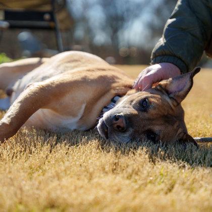 Jericho, a Adoptable mixed breed in Atlanta, GA image 2/3