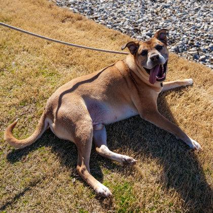 Jericho, a Adoptable mixed breed in Atlanta, GA image 3/3