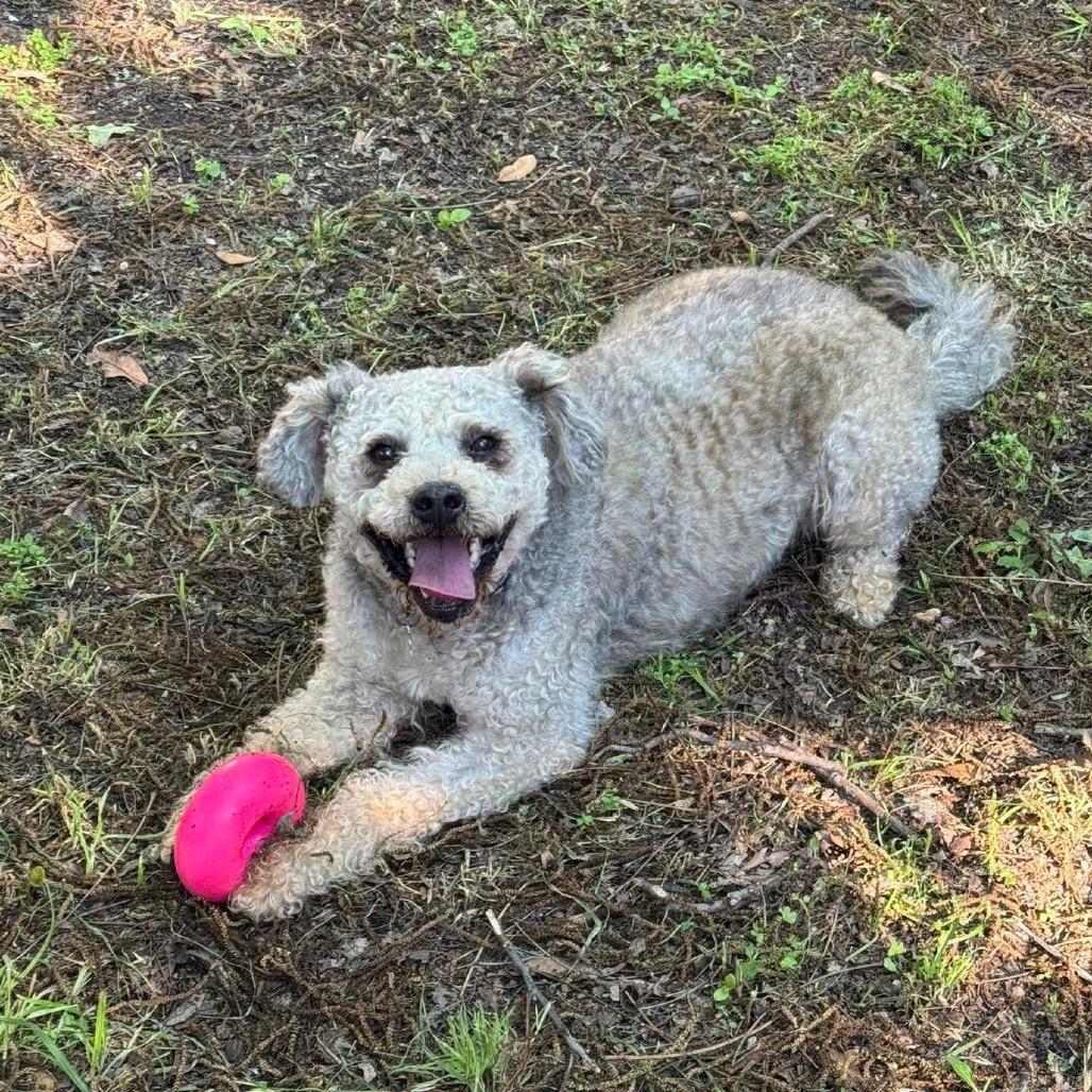 Wally B616, Adoptable, Adult Male Schnauzer & Poodle.