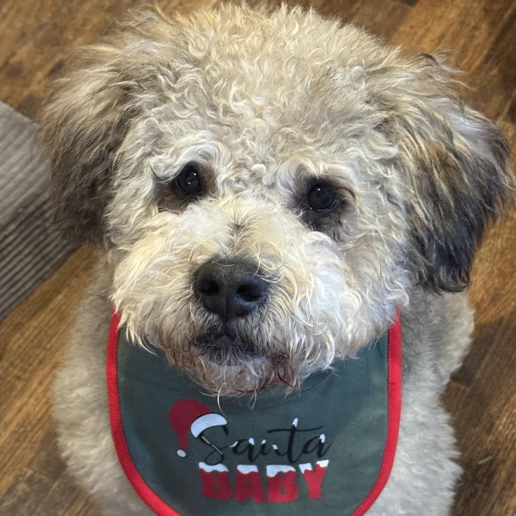 Wally B616, Adoptable, Adult Male Schnauzer & Poodle.