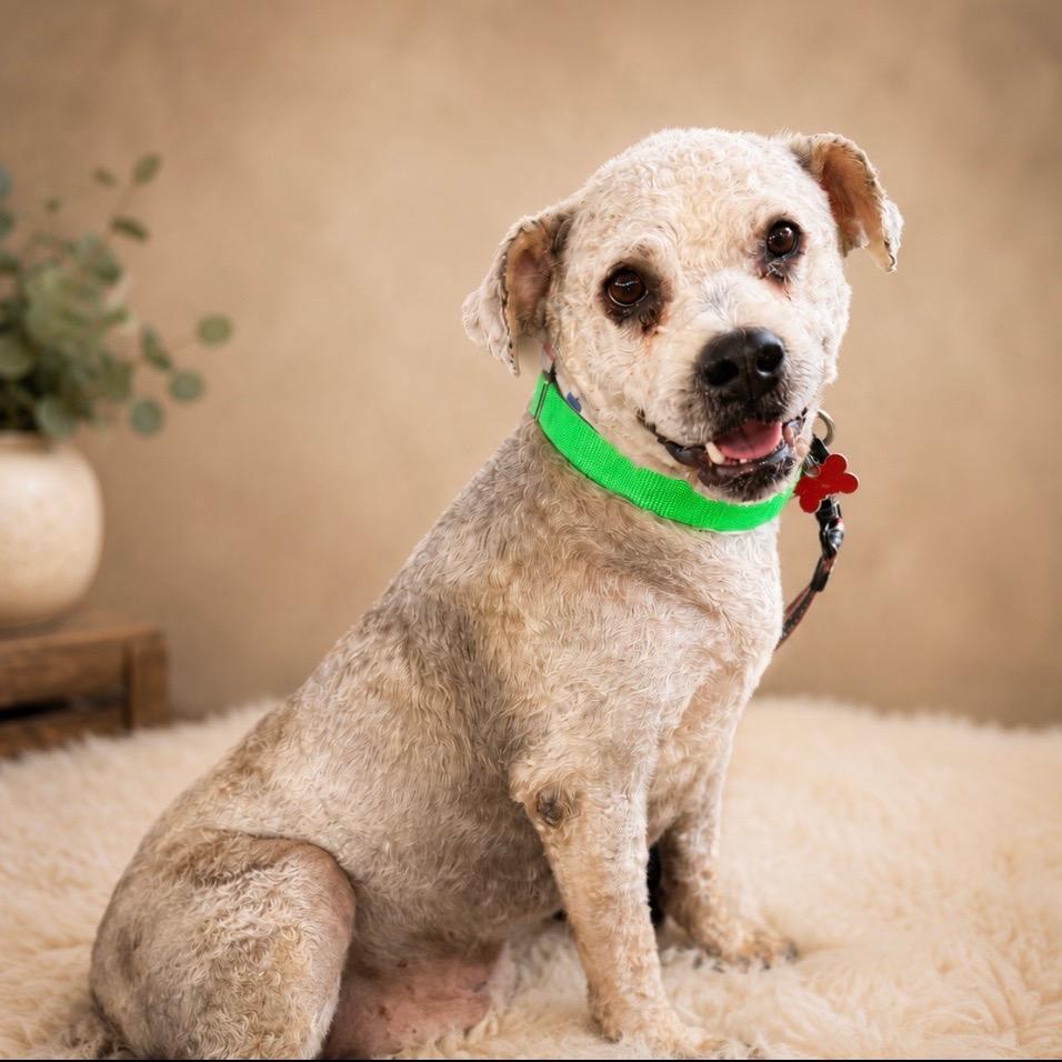 Enlarge Wally B616, a Adoptable mixed breed in Allen, TX image 1/6