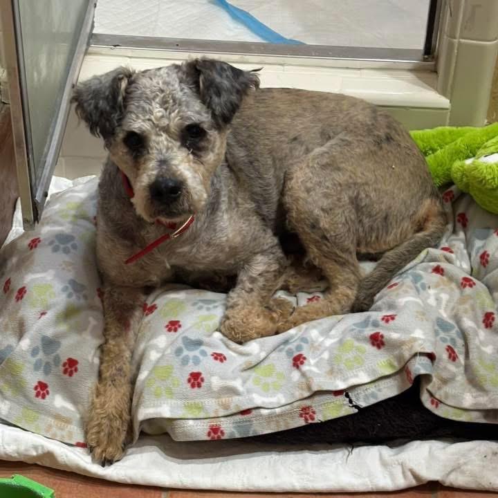 Wally B616, Adoptable, Adult Male Schnauzer & Poodle.